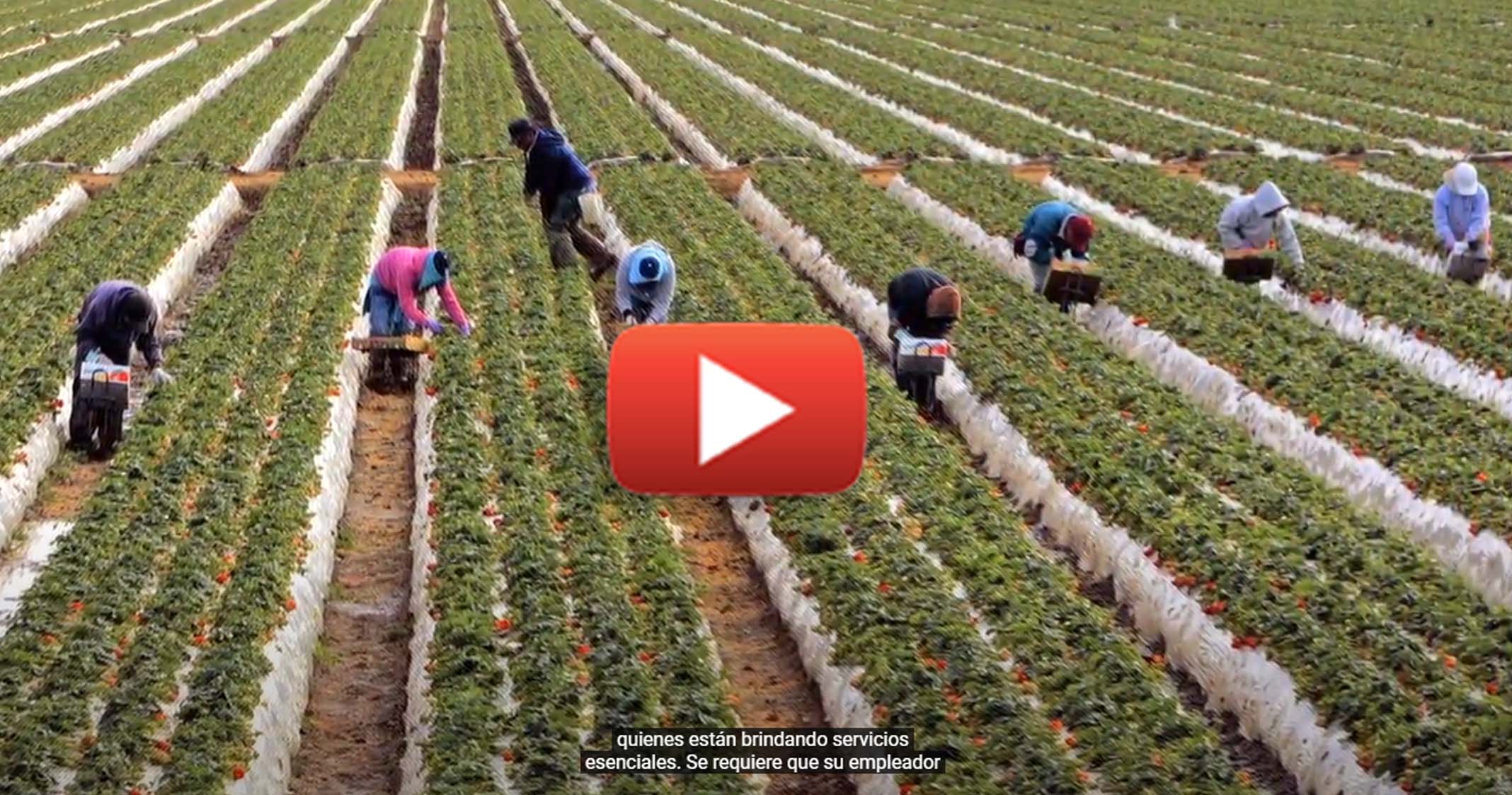 Youtube-farmworkers.jpg